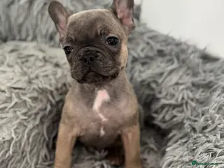 French Bulldog dogs Last girl Available 🩷🩷 French bulldog pup. - Advert 2