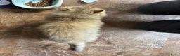 Persian cats for sale: Male Persian ginger cat - Advert 4
