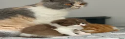 British Shorthair cats for sale: READY NOW REGISTERED CHUNKY BRITISH SHORTHAIRS - Advert 10