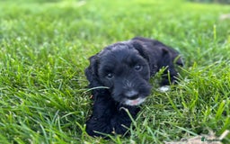 Sproodle dogs for sale: Stunning F1 sproodle  - Image 29
