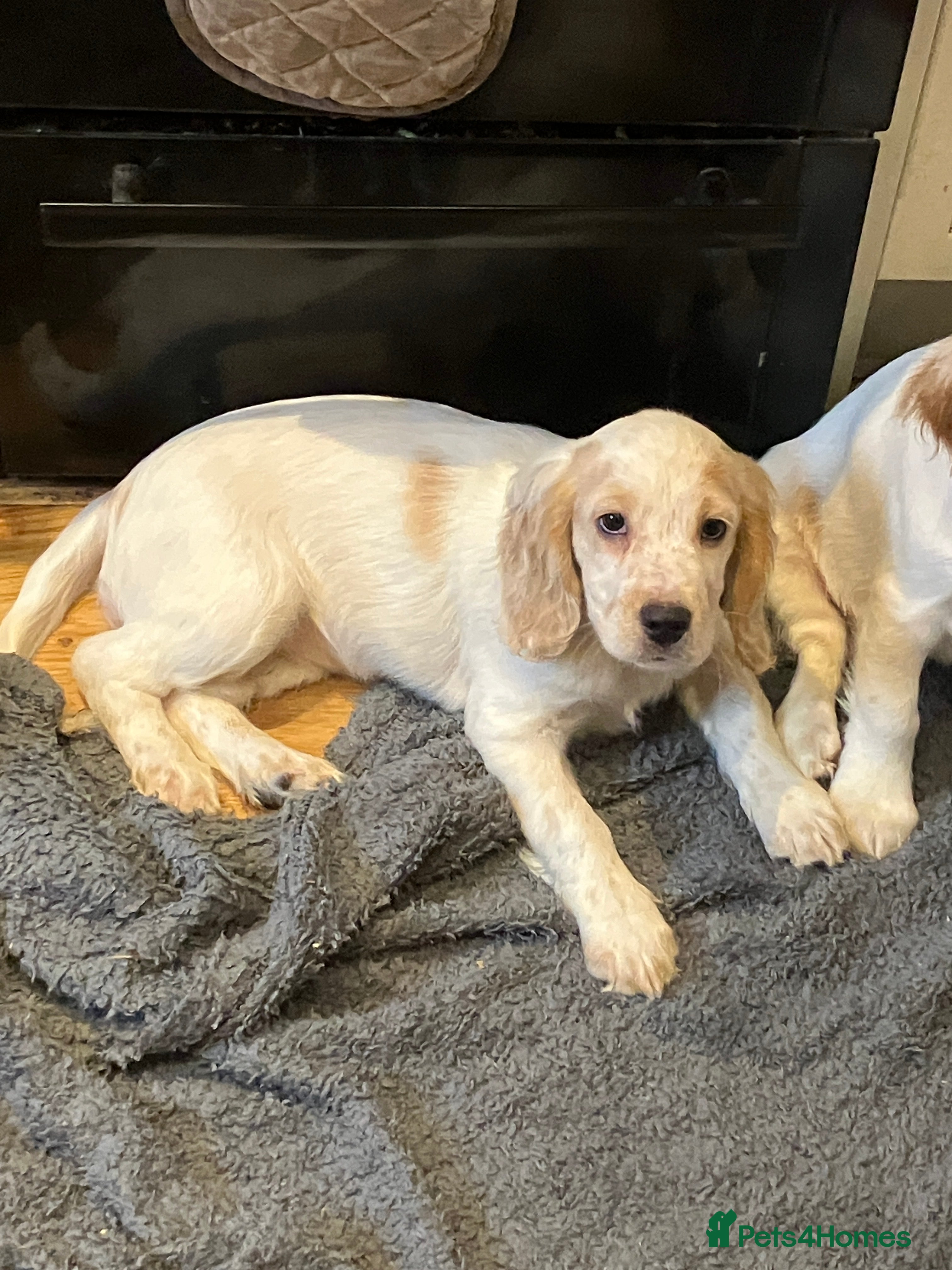 Cocker Spaniel dogs Cocker spaniel puppies (show type) - Advert 13