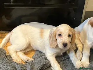 Cocker Spaniel dogs Cocker spaniel puppies (show type) - Advert 15