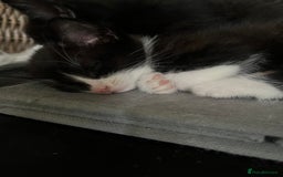 Mixed Breed cats for sale: Scottish fold cross for sale  - Image 19
