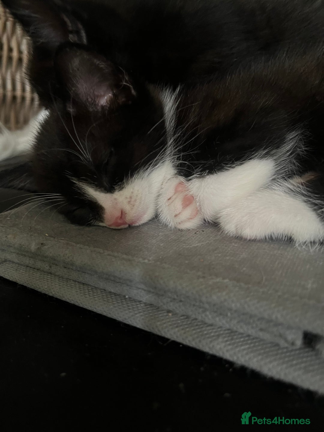 Mixed Breed cats for sale: Scottish fold cross for sale  - Image 19