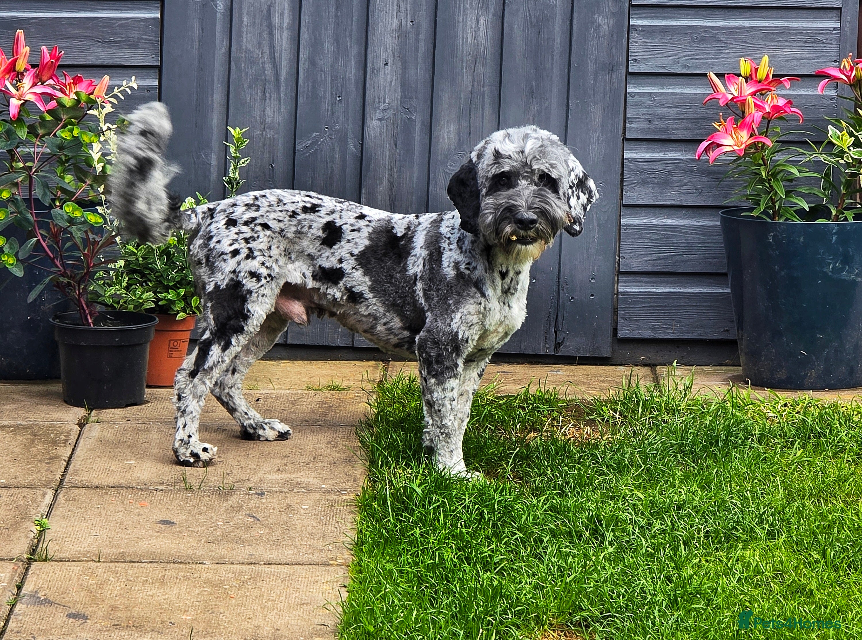 Cockapoo dogs F1 Blue Merle cockapoo **PROVEN** **CHAMPION BLOOD in Stafford - Advert 6