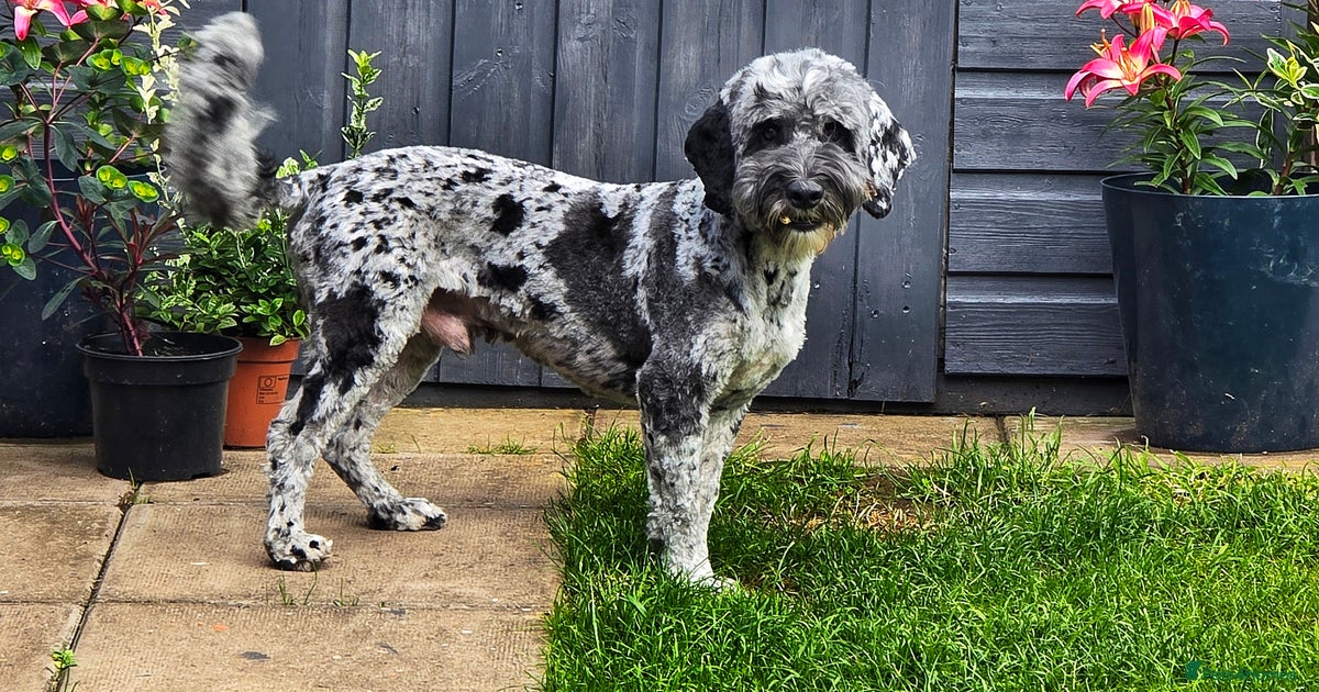 F1 Blue Merle cockapoo **PROVEN** **CHAMPION BLOOD for stud in Stafford ...