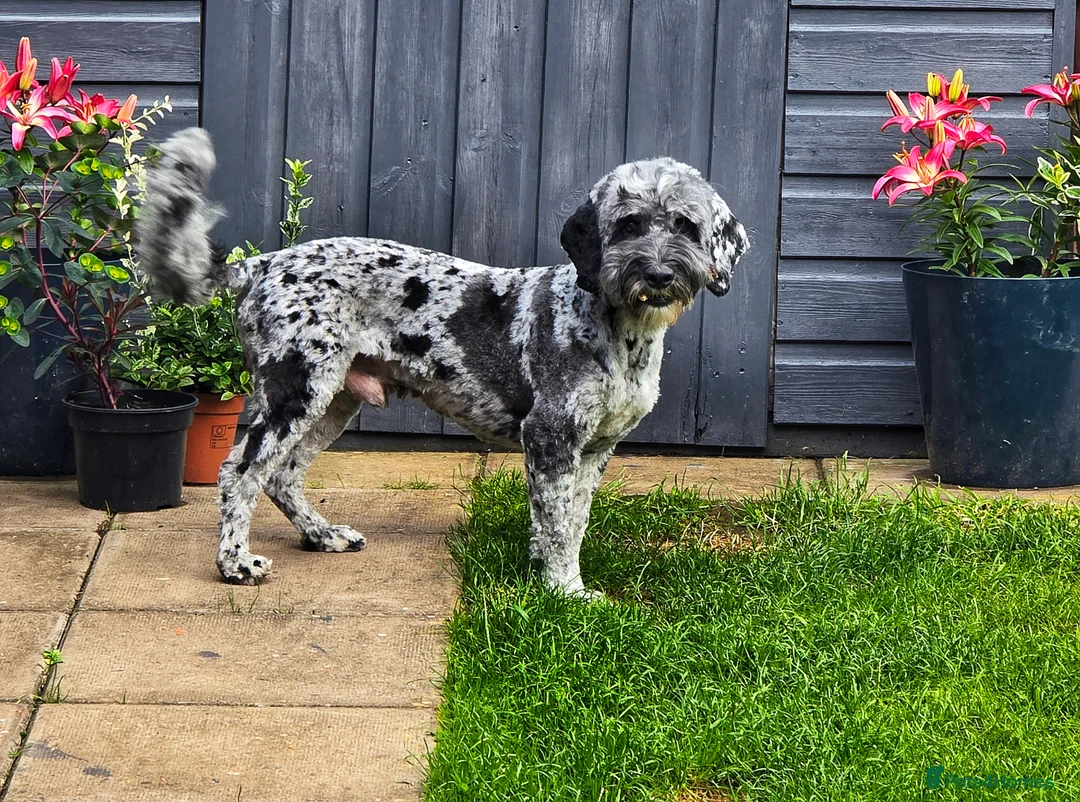 Cockapoo dogs for stud: F1 Blue Merle cockapoo **PROVEN** **CHAMPION BLOOD - Advert 1