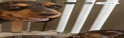 Cocker Spaniel dogs for sale: Stunning show cockers  in Doncaster - Advert 2