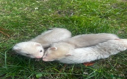 Ferret rodents for sale: Baby Ferrets - Image 5