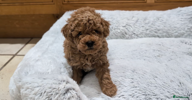 Toy Poodle dogs - Advert 5