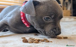 Staffordshire Bull Terrier dogs for sale: Blue/blue&white staffs - Image 27