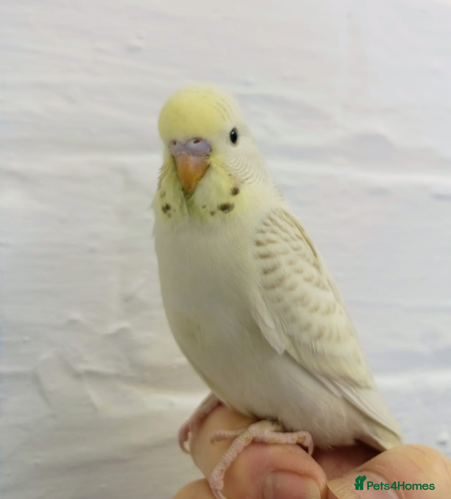 Budgerigars birds Superb home bred beautifully coloured baby budgies - Advert 5