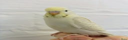 Budgerigars birds for sale: Superb home bred beautifully coloured baby budgies - Advert 1
