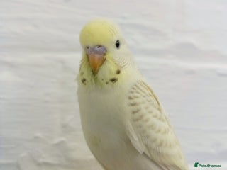 Budgerigars birds Superb home bred beautifully coloured baby budgies - Advert 1