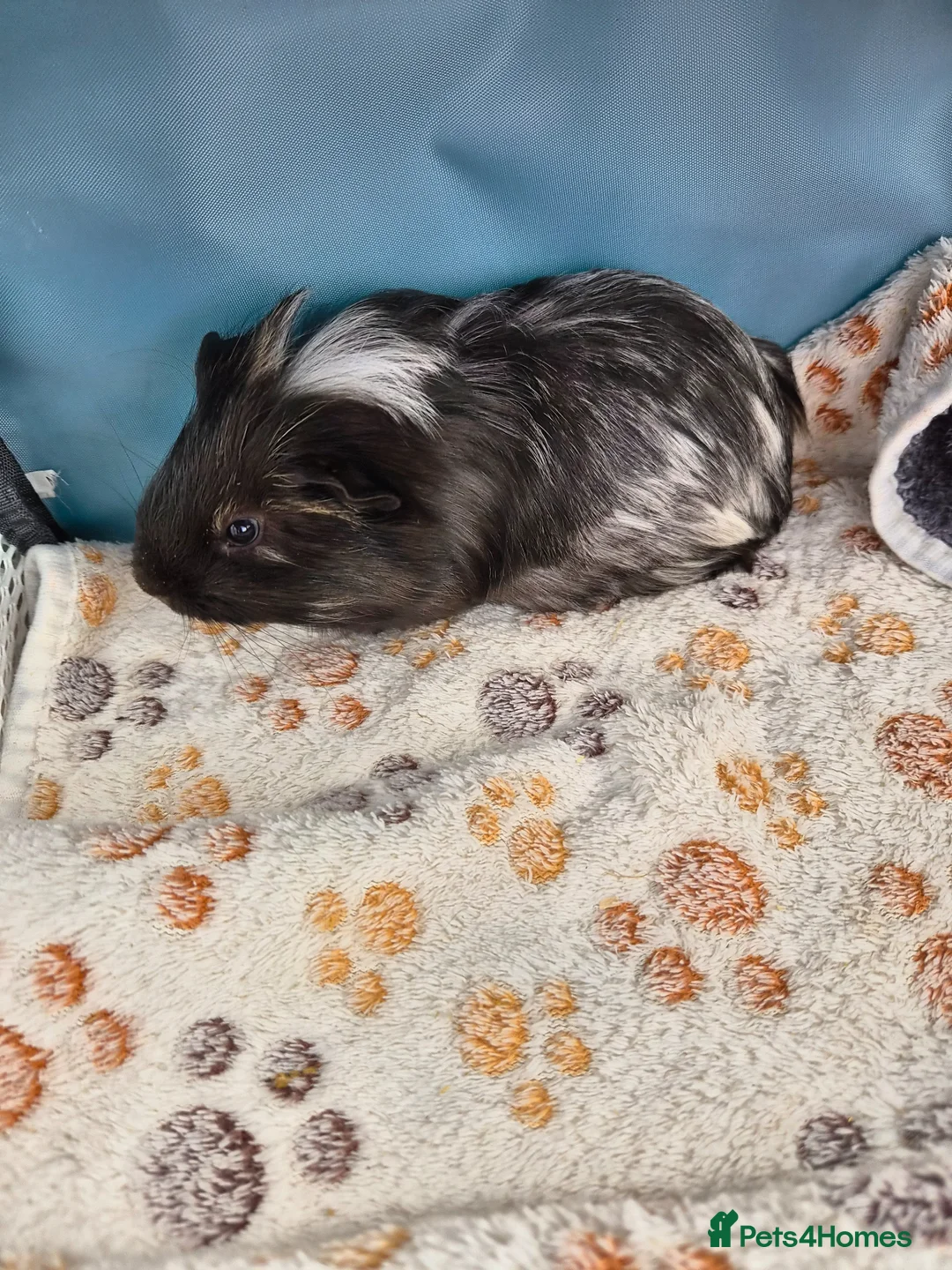 Guinea Pig rodents for sale: Male Guinea Pigs  - Advert 2