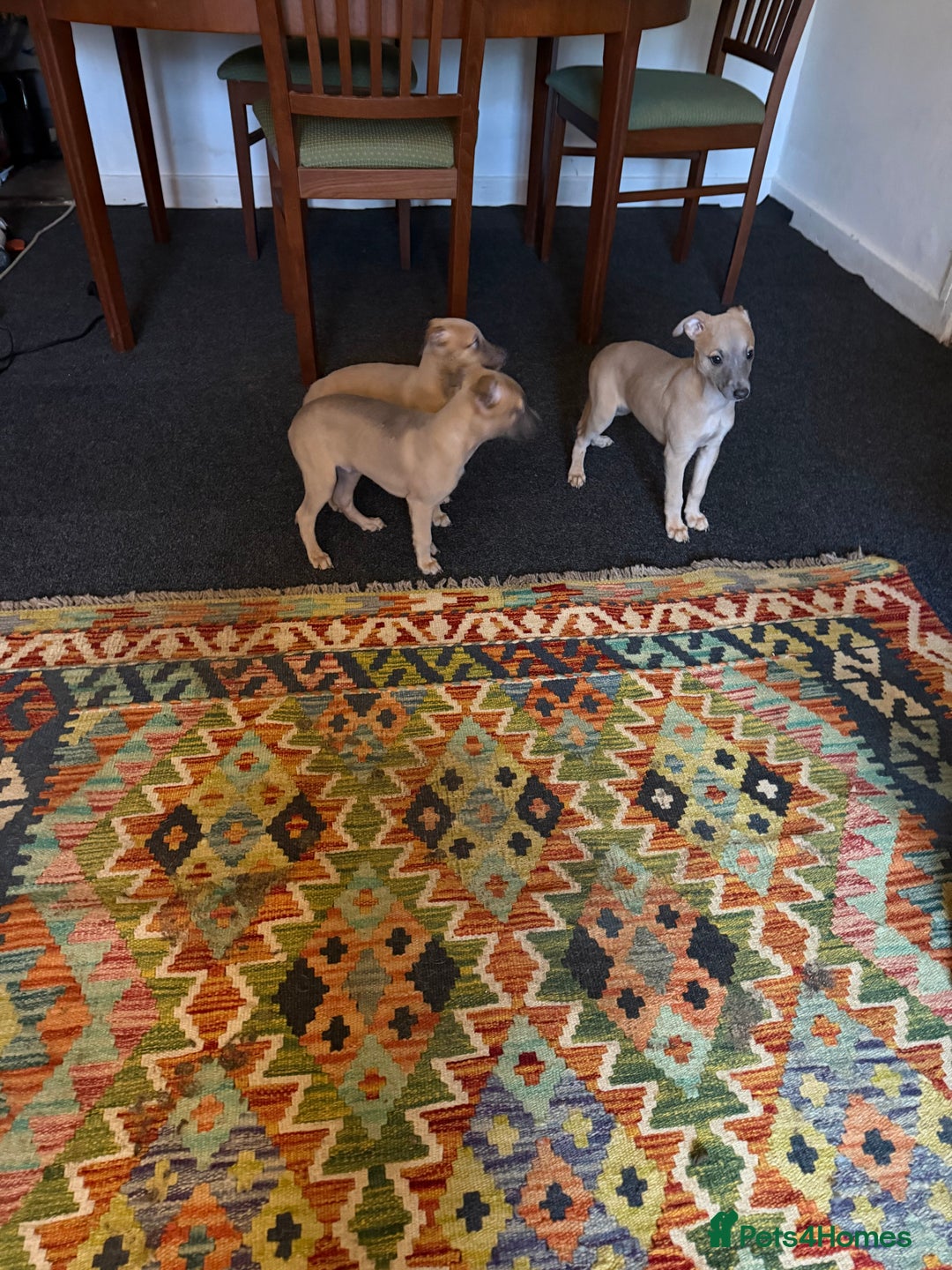 Whippet dogs for sale: Whippets for sale - Advert 2