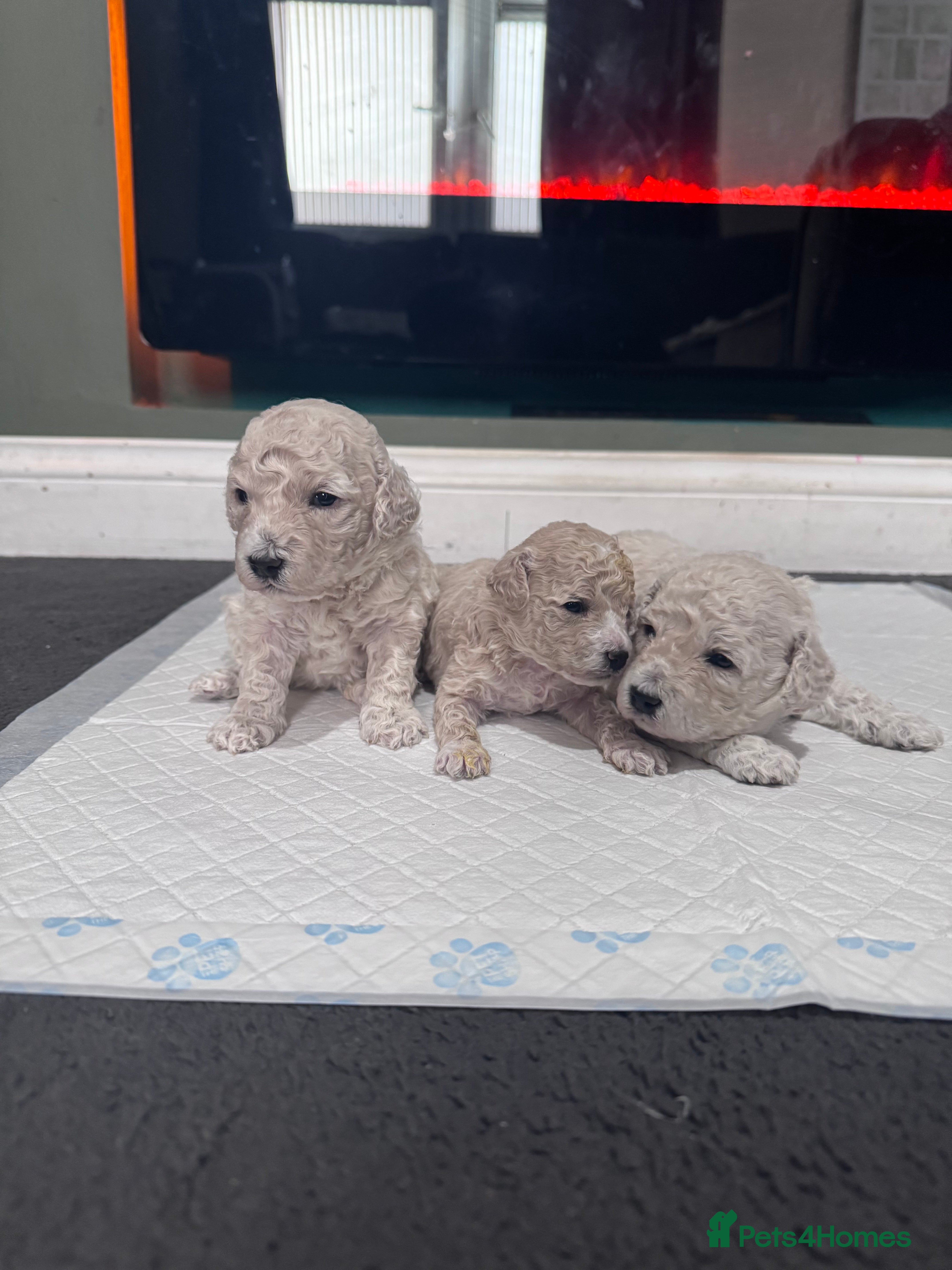 Poochon dogs RARE cream Poochon puppies  - Advert 17