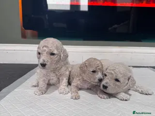 Poochon dogs RARE cream Poochon puppies - Advert 17