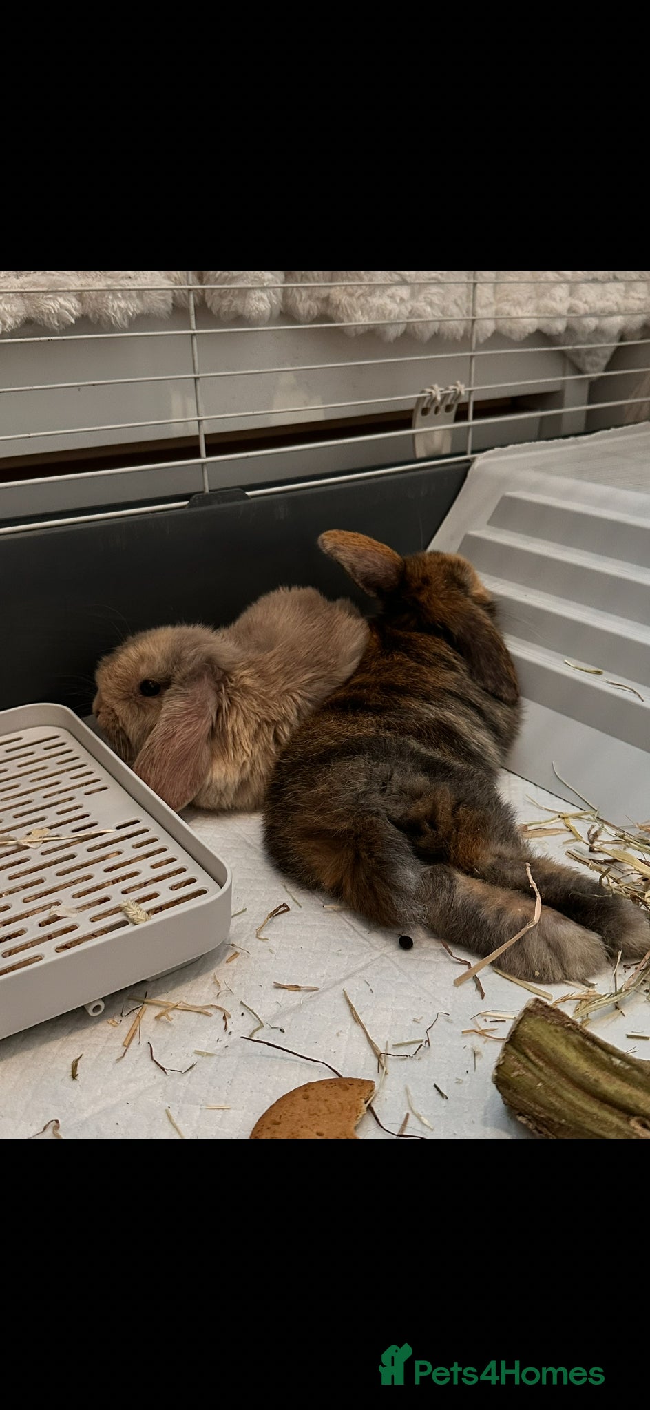 Mini Lop rabbits 2 mini lop bunny’s  - Advert 1