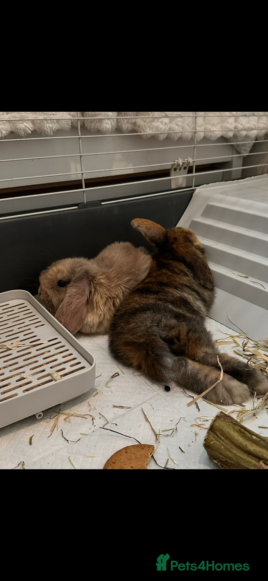 Mini Lop rabbits for sale: 2 mini lop bunny’s  in Gravesend - Advert 1