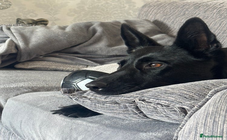 Belgian Shepherd Dog dogs - Advert 1