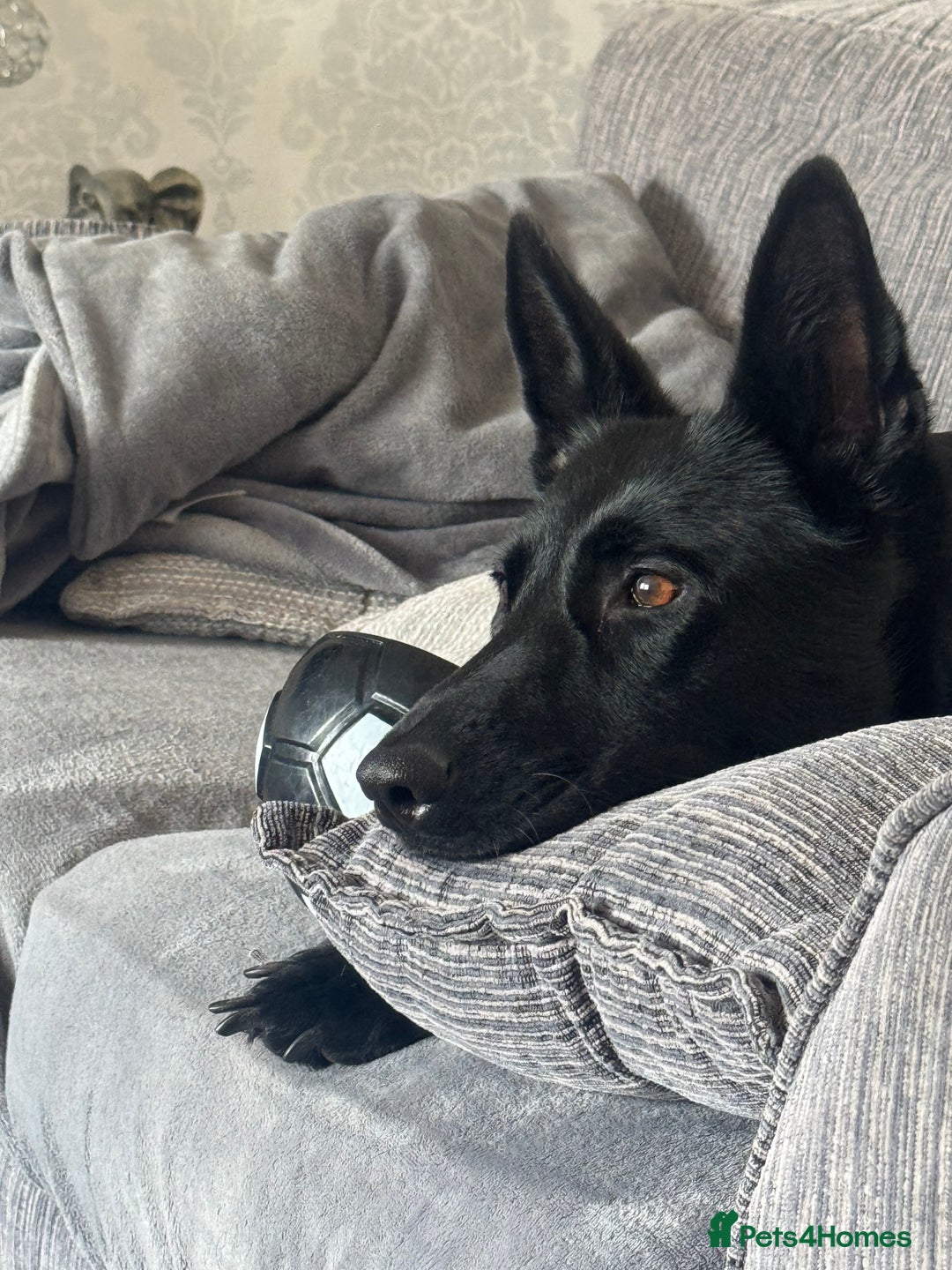 Belgian Shepherd Dog dogs for sale: Luna Belgian Shepherd Dog - Image 1
