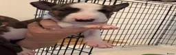 English Bull Terrier dogs for sale: Stunning English Bull Terrier pups. - Advert 6