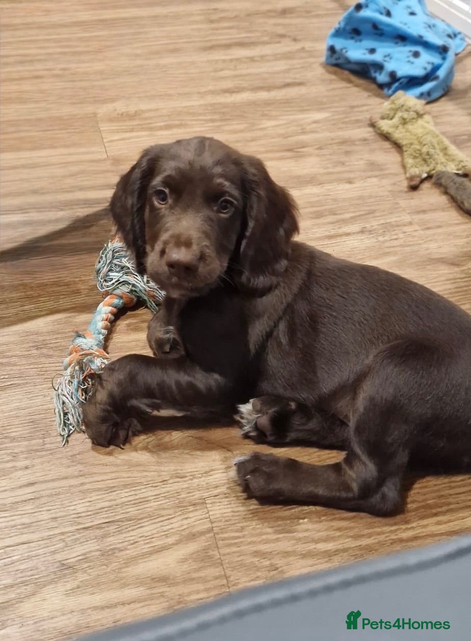 Sprocker dogs Fully DNA Health Tested F1 Sprocker Puppies - Advert 1