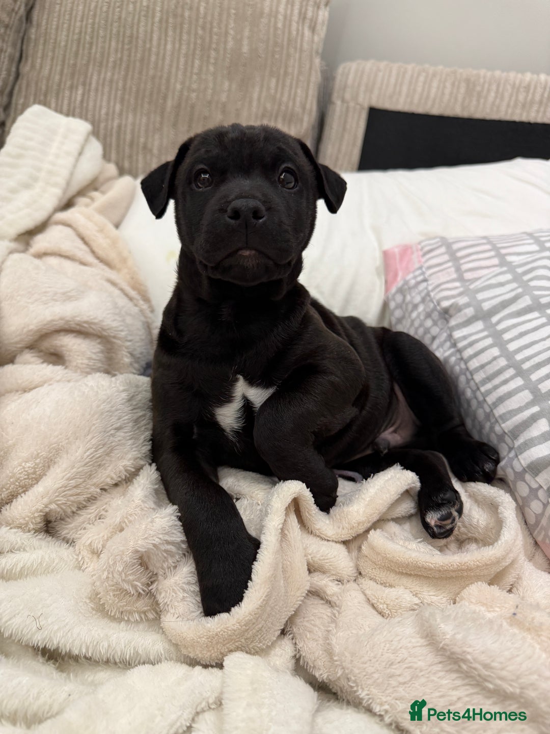 Patterdale Terrier dogs for sale: Hugo Patterdale Terrier Puppy - Advert 8