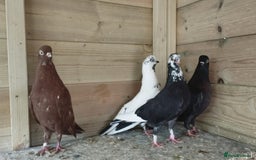 Pigeons birds for sale: Portuguese Tumblers  - Image 6