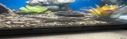 Lizard reptiles for sale: 5 healthy baby dwarf sungazer lizards in Crewe - Advert 2