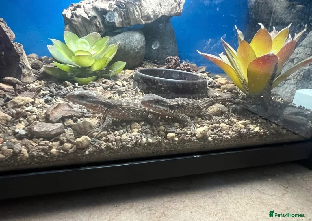 Lizard reptiles for sale: 5 healthy baby dwarf sungazer lizards in Crewe - Advert 2