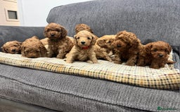 Cockapoo dogs for sale: BEAUTIFUL F1B COCKAPOO PUPS - Image 4