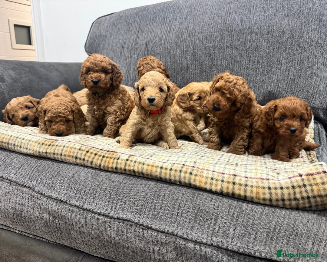 Cockapoo dogs for sale: BEAUTIFUL F1B COCKAPOO PUPS - Image 4