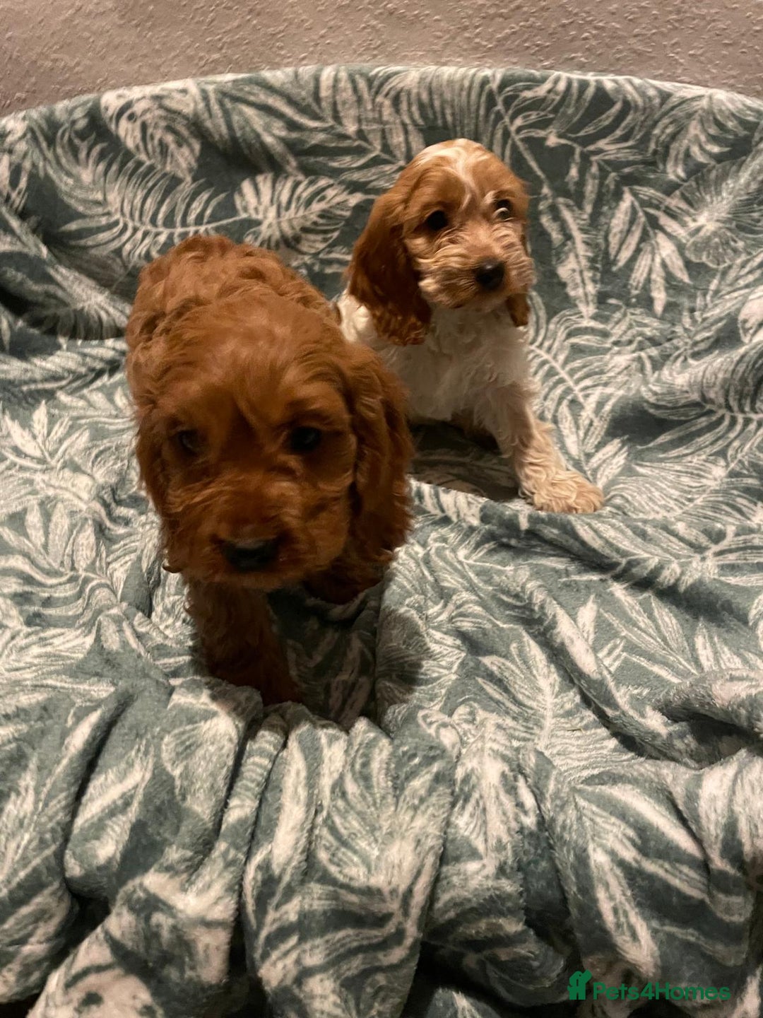 Cockapoo dogs for sale: Cockapoo - Advert 10