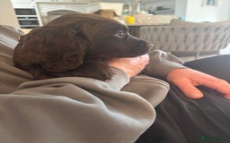 Cocker Spaniel dogs for sale: 3 boys left - Outstanding working cocker spaniels - Image 9