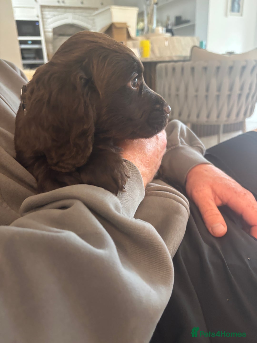 Cocker Spaniel dogs for sale: 3 boys left - Outstanding working cocker spaniels - Image 9