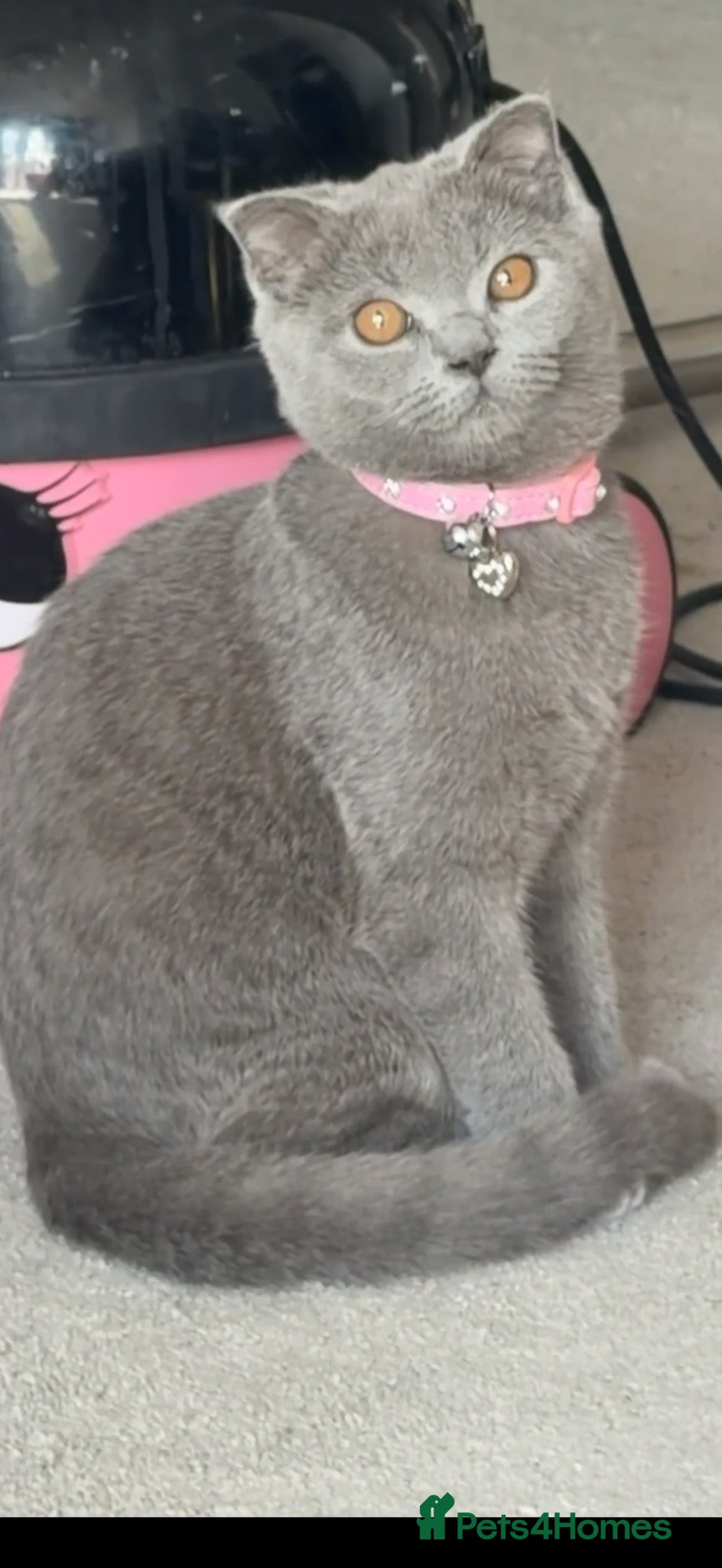 Scottish Fold cats Blue Scottish fold  - Advert 10