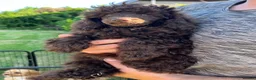 Toy Poodle dogs for sale: Gorgeous Chocolate Toy Poodle "Bear" - Advert 2