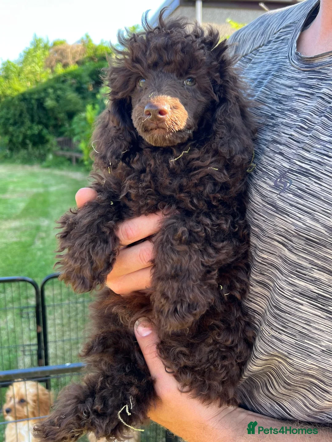 Toy Poodle dogs for sale: Gorgeous Chocolate Toy Poodle "Bear" - Advert 2