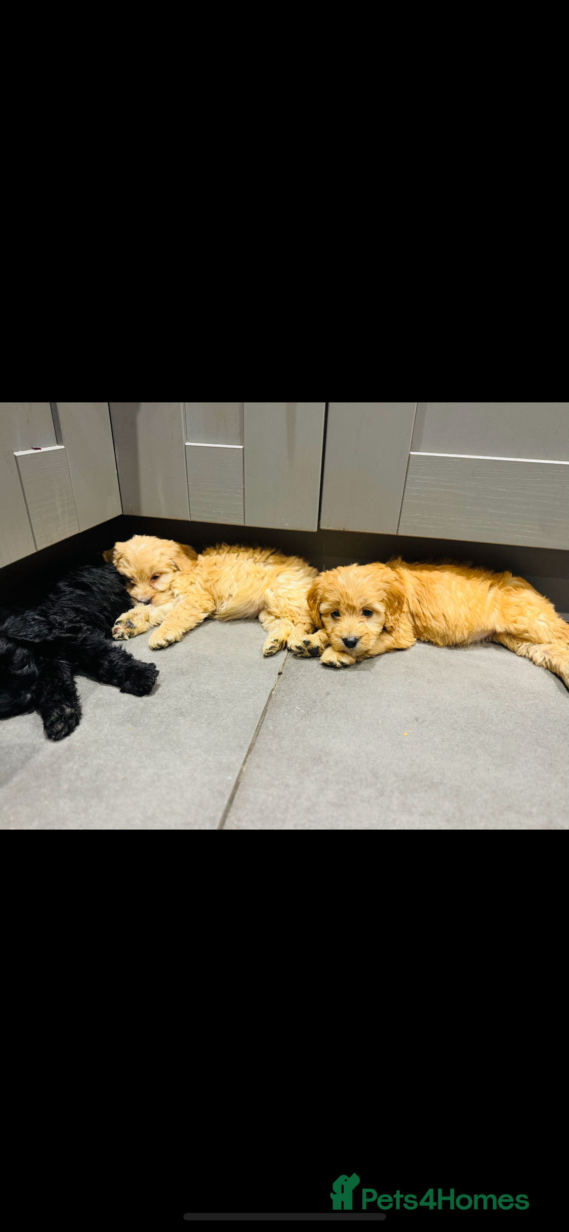 Cockapoo dogs F1 cockapoos  - Advert 6