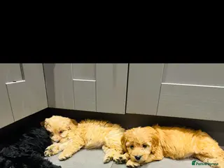 Cockapoo dogs F1 cockapoos - Advert 6