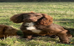 Cockapoo dogs for sale: 🌟 Stunning Cockapoo puppies 🌟  - Image 8