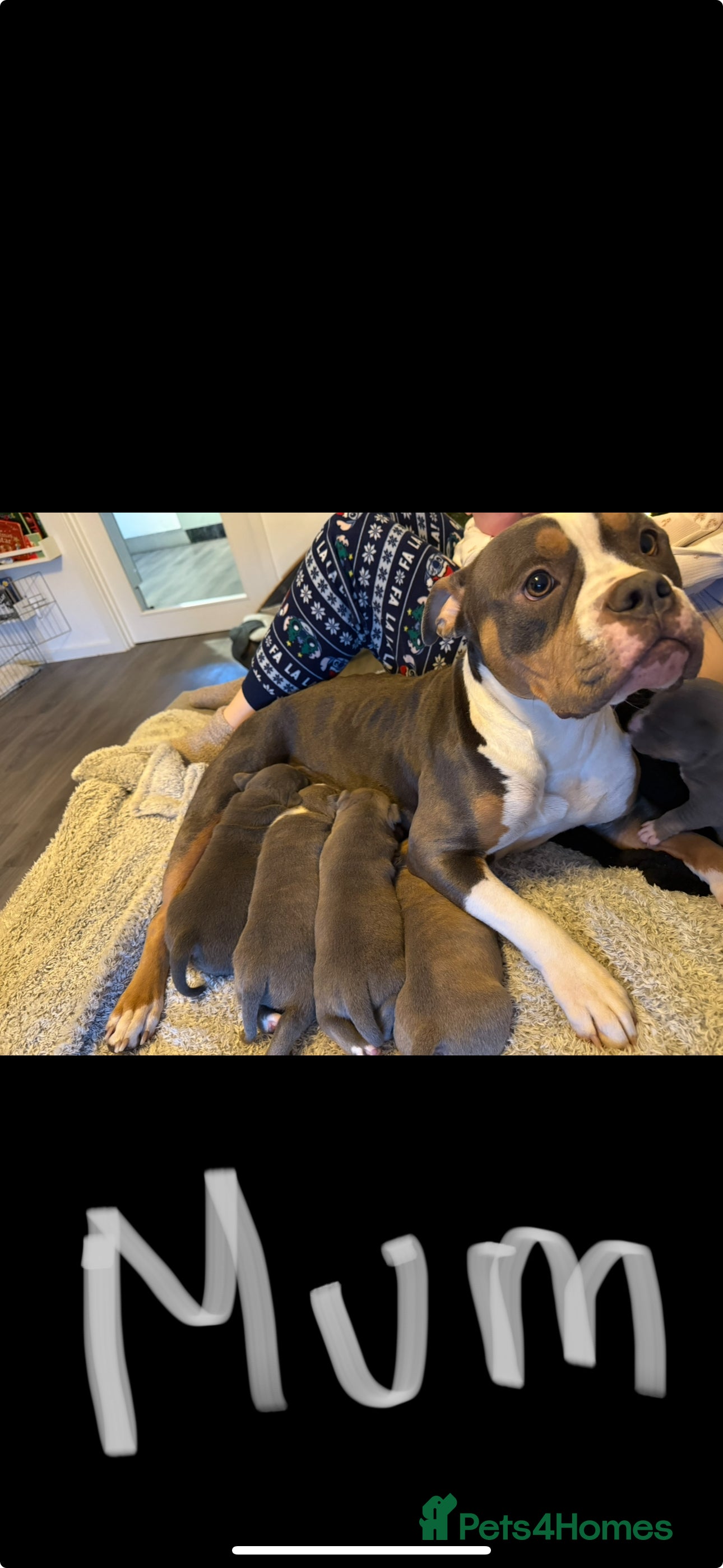 Mixed Breed dogs 4 American bulldog/staffy pups  - Advert 12