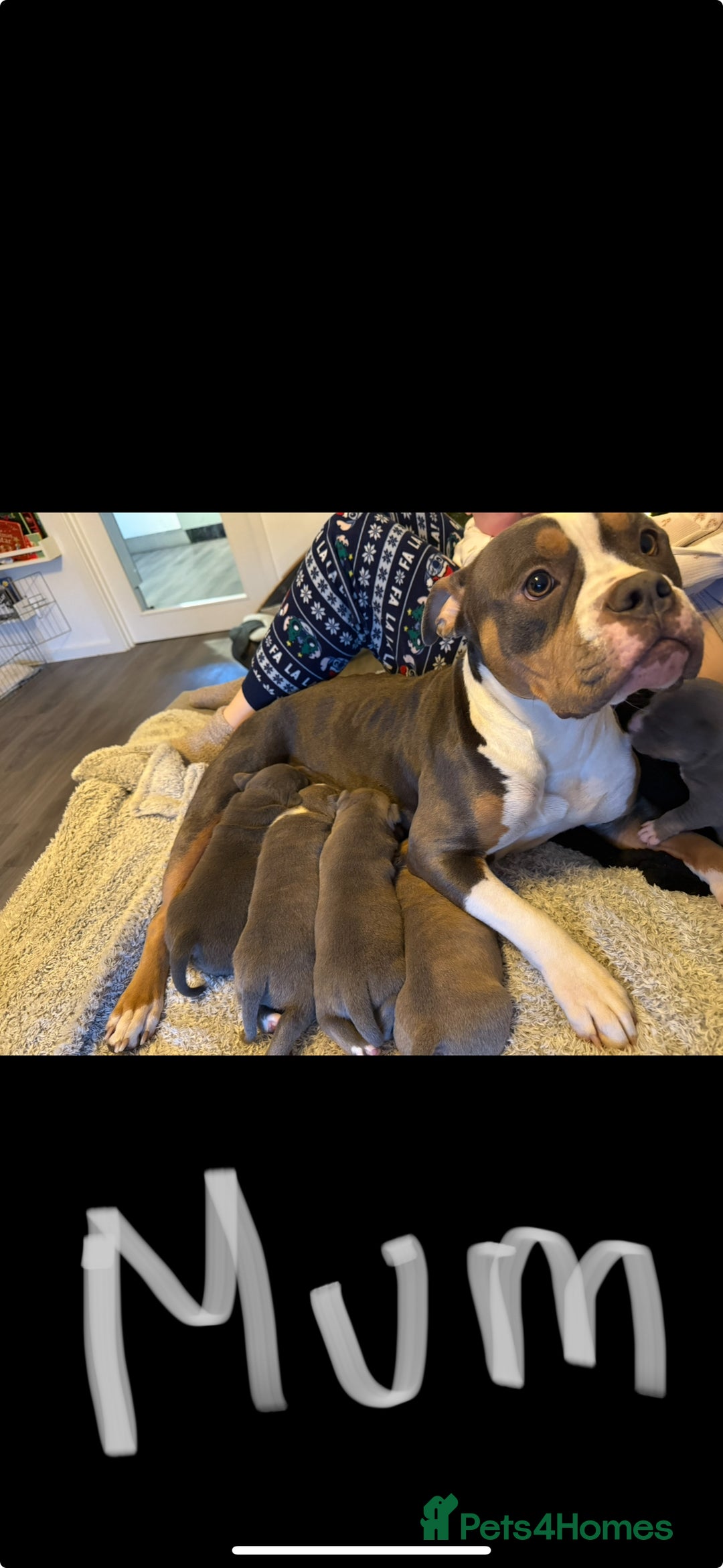 Mixed Breed dogs for sale: 4 American bulldog/staffy pups  - Advert 1
