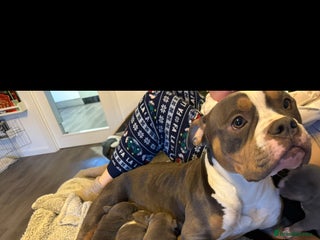 Mixed Breed dogs 4 American bulldog/staffy pups - Advert 1