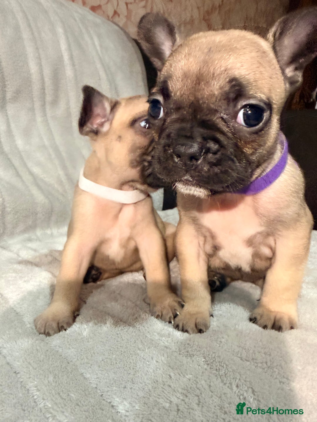 French Bulldog dogs for sale: Pedigree Mum Frenchy Pups-Gorgeous and ready soon! - Advert 17