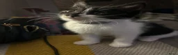 Mixed Breed cats for sale: Cheeky fluffy kittens in Carlisle - Advert 22