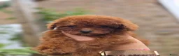 Toy Poodle dogs for sale: Asian toy poodle  - Advert 6