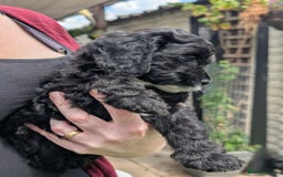 Cockapoo dogs for sale: We have Four Beautiful Cockerpoo Puppies Available - Image 8